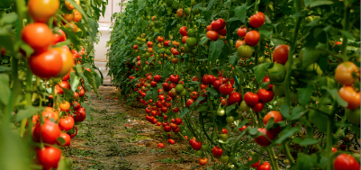 Agriculture