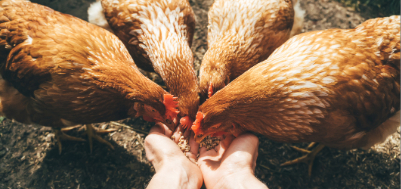 Animal Nutrition