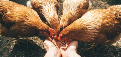 Animal Nutrition